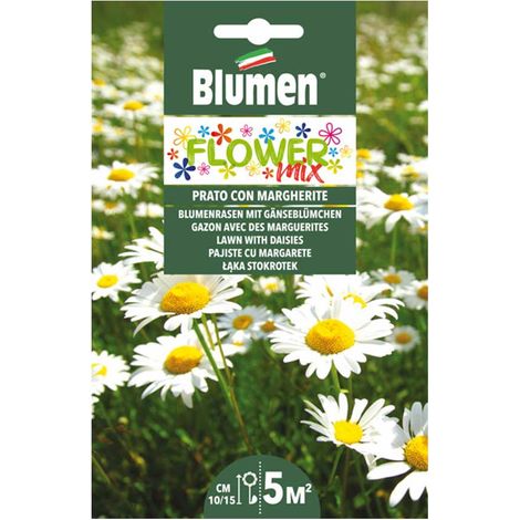 SEMI MIX AIUOLA FIORITA MARGHERITE BLUMEN