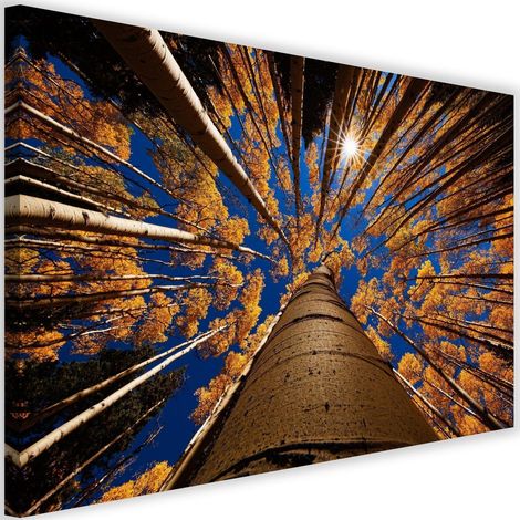 Tableau sur toile Arbres Forêt Paysage 60x40 (1/5)