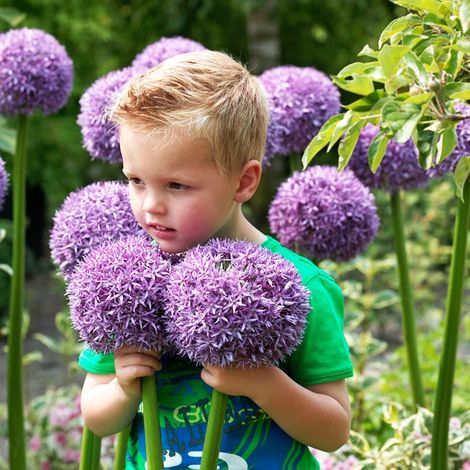CEB22 Riesige Zierknoblauchknoblauchzwiebeln (Allium Gladiator), 1 Stück, 20/+ (1/5)
