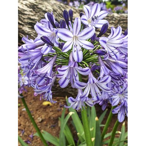 Agapanthe 'Star Poppin' Star' Pot de 3L/4L