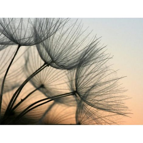 Dandelion photo murale intissée Thème Pissenlit fond coucher de soleil, 360x270 cm, 4 parts (1/3)