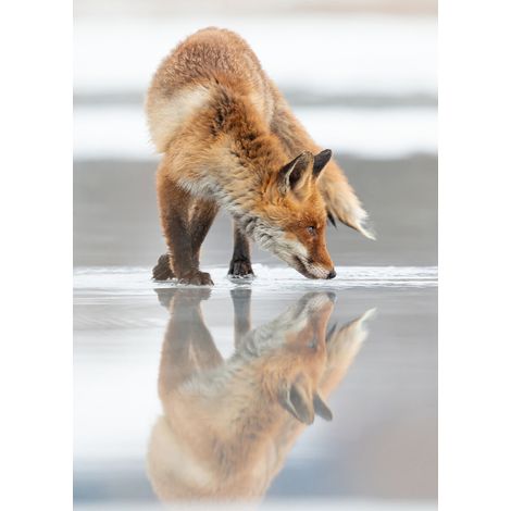 Tableau sur toile reflet renard 30x45 cm - Impression sur Toile Murale Décorative - Image imprimée en HD sur Toile - Toile sur Châssis en Bois FSC - Fabriqué en France (1/5)