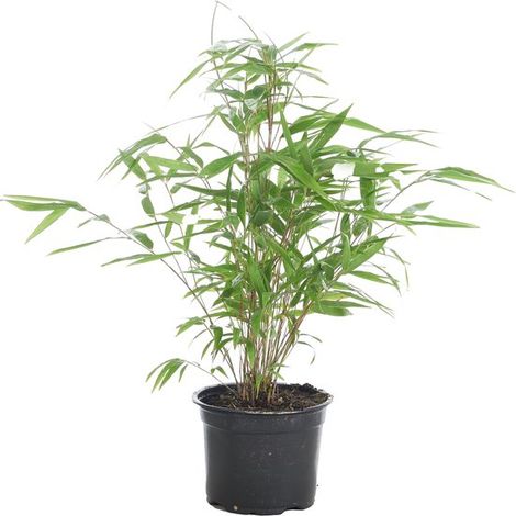 Fargesia Rufa (plante bambou) - Non envahissante - Rustique - Persistante - Plante de jardin - Hauteur : 20-30 cm - Pot de 10 cm (1/5)
