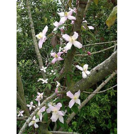 Clématite des montagnes'Marjorie' Pot de 2L/3L (1/2)