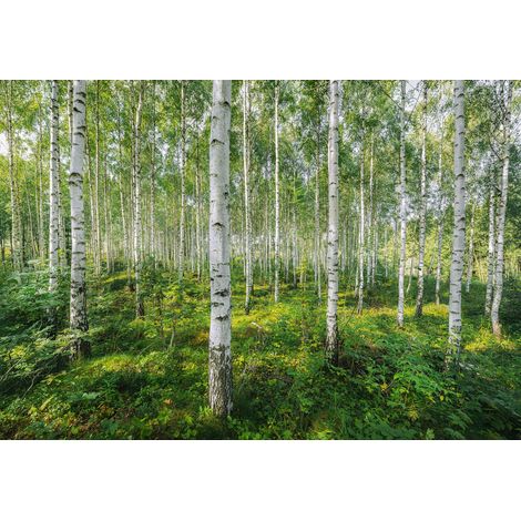 papier peint panoramique forêt vert - Komar (1/2)