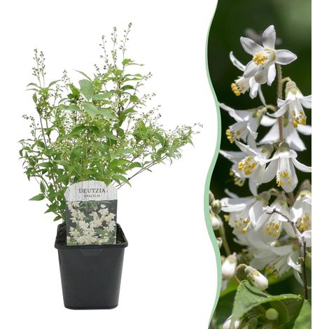 Deutzia Gracilis Arbuste d'Ornement Fleurs Blanches Odorantes Pot 17 cm Hauteur 45 cm 1 Plante - PANGIVO (1/5)