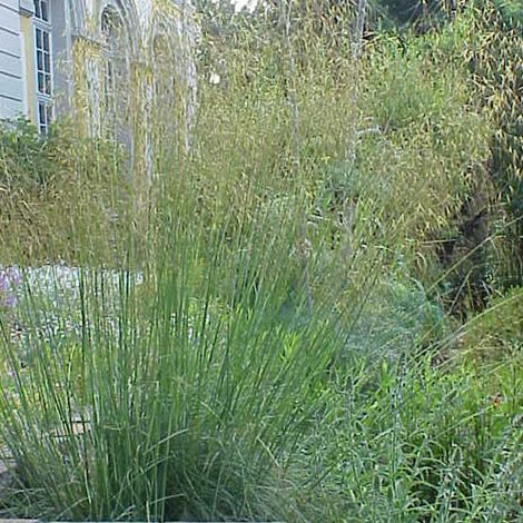 4 x Stipe géante - Stipa gigantea  - godet 9x9 cm