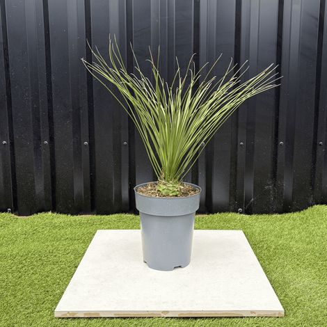Dasylirion Longissimum Hauteur 70 cm (1/3)