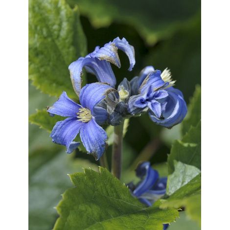 Clématite à feuilles de berce 'New Love' Pot de 2L/3L