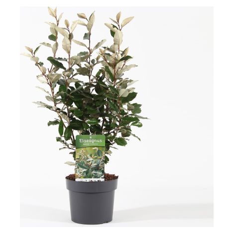Eleagno "Eleagnus x ebbingei Compacta" pianta in vaso 19 cm h 70/90 cm