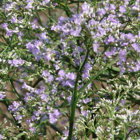 4 x Statice - Limonium latifolium  - godet 9x9 cm