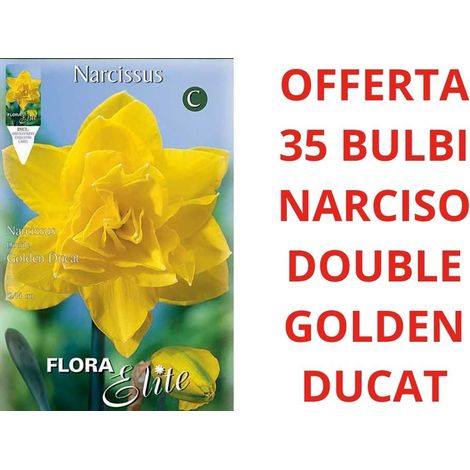 OFFERTA 35 BULBI NARCISO DOUBLE GOLDEN DUCAT BULBS BULBES