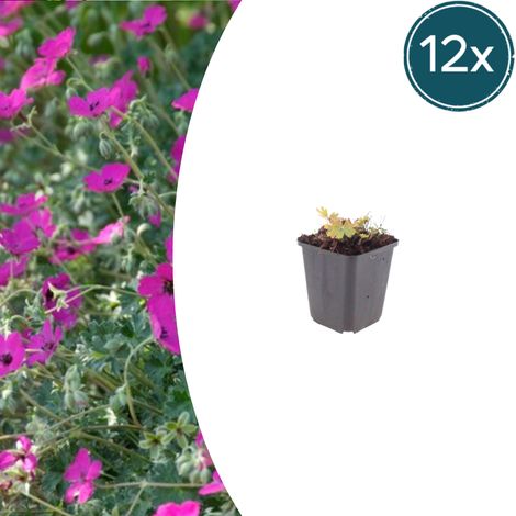 Lot de 12 Géraniums Sanguins Max Frei Fleurs Rouge Carmin Couvre-sol Vivace Pot Ø 9 cm - PANGIVO (1/5)