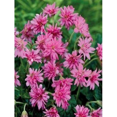 Géranium vivace 'Southcombe Double' Godet de 8/9 cm (1/3)