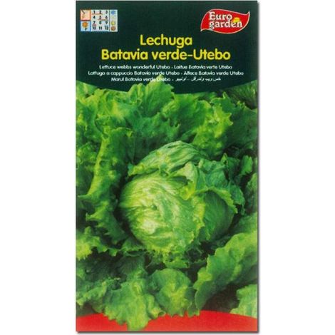 SEMILLAS FITO HORTICOLAS LECHUGA BAT. VERDE UTEBO=00207