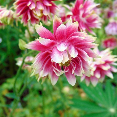 Ancolie 'Nora Barlow' Godet de 8/9 cm (1/3)