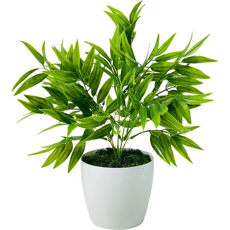 Fiore in vaso - Ruscus verde 25 cm (1/5)