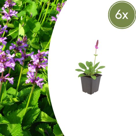 Lot de 6 Stachys monieri 'Hummelo' Épiaire Vivace Rose Pourpre Hauteur 10-25 cm Pot Ø 9 cm - PANGIVO (1/5)