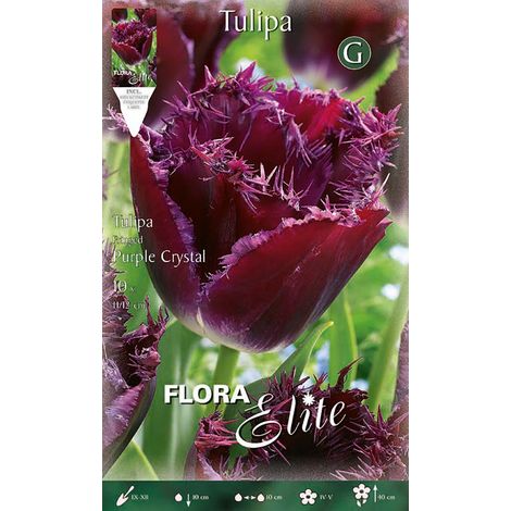 Bulbi di tulipano Fringed Purple Crystal (CONFEZIONE DA 7 BULBI)