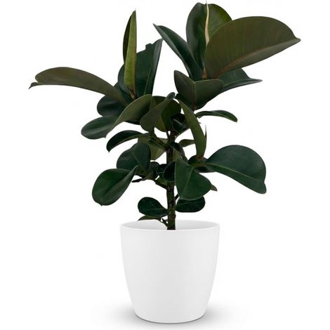 Plante d'intérieur Caoutchouc Ficus Elastica Cloe Vert avec Pot Blanc 19 cm Hauteur 65 cm - PANGIVO (1/5)