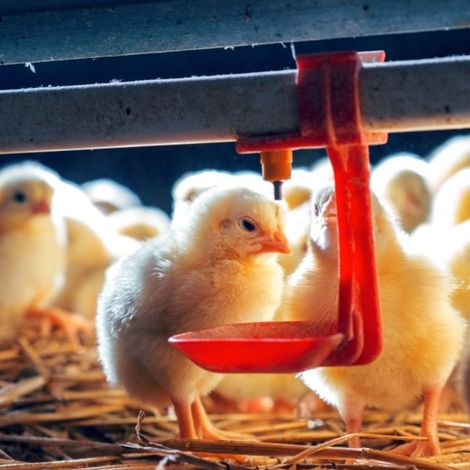 Lot de 20 abreuvoirs à tétine pour poules, abreuvoirs suspendus, outil pour l'abreuvement des poules, fournitures agricoles (1/5)