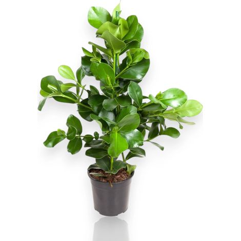 Gardenaria Clusia rosea - Pianta da interno ornamentale - Altezza: 110 cm (vaso 24) (1/4)
