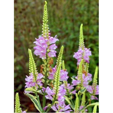 Cataleptique 'Variegata' Godet de 8/9 cm