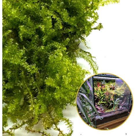 Muschio vivo in vitro Muschio vivo naturale per terrario Vesicularia Muschio di Natale (1/5)