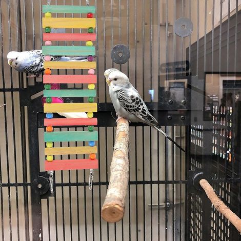 Échelle d'escalade en bois pour perroquet, jouet compatible avec les petits animaux de compagnie, design coloré (1/4)