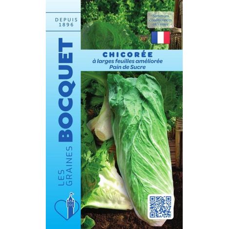 Chicorée à large feuille améliorée pain de sucre - 4g