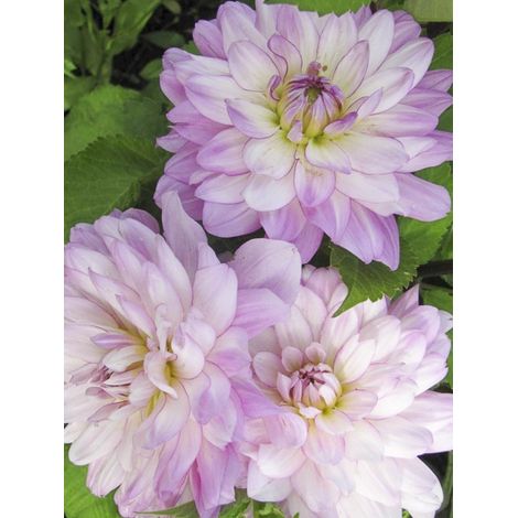 Dahlia décoratif 'Luka Johanna' Bulbe calibre I
