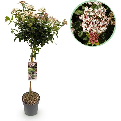 Laurier-tin sur Tige Viburnum tinus Plante de Terrasse Persistante Fleurs Blanc-Rose 90 cm - PANGIVO (1/5)