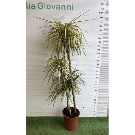 PIANTA DI DRACAENA in vaso 24 (foto reali)