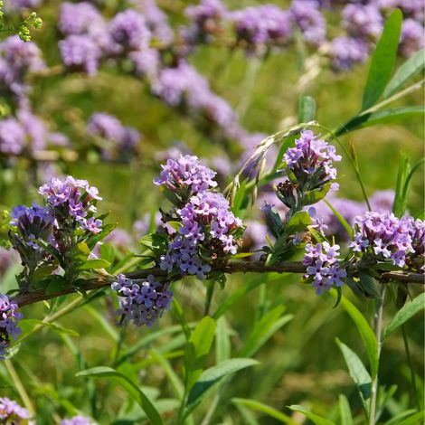 Arbre aux papillons alternifolia - Buddleja alternifolia Pot 3L (1/2)
