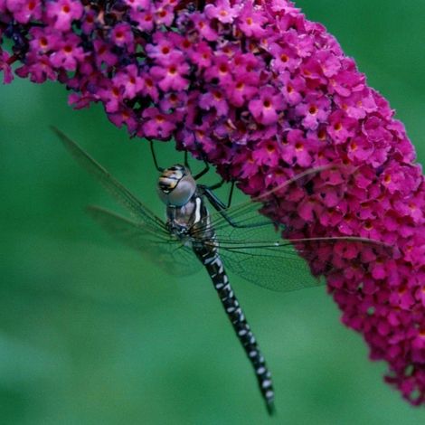 Arbre aux papillons Buzz™ Velvet, Buddleia/Pot de 3L - 20/40 cm