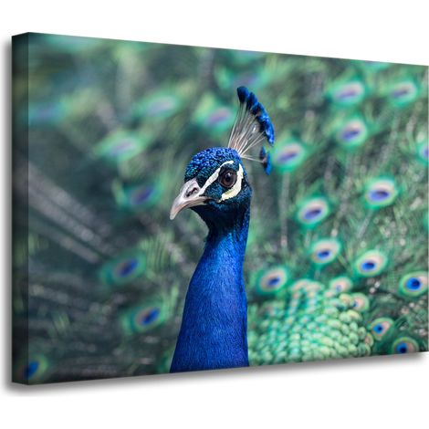 Impression sur toile Animaux Paon coloré 70x50 cm Oiseau Paon indien
