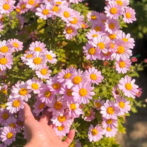 Graines de marguerites roses (2000 graines), graines à floraison continue, naturellement parfumées, floraison longue durée, engrais inclus. (1/5)