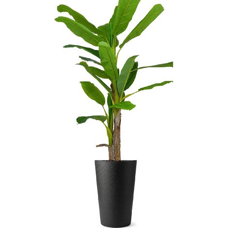 Pianta Banano Artificiale 210cm 3 Tronchi Legno Naturale Qualità Superiore Foglie PE Ultra Realistico Kit Completo con Vaso Alto Nero Effetto Grafite 62cm Muschio Incluso ELEGANTE