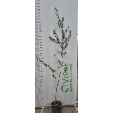 PIANTA DI OLIVELLO SPINOSO VASO 18 altezza 180cm - HIPPOPHAE RHAMNOIDES