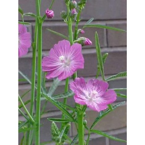 Sidalcea  'Party Girl' Godet de 8/9 cm
