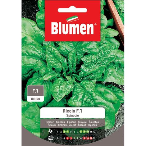 SEMI SPINACIO RICCIO F1 BLUMEN (1/2)