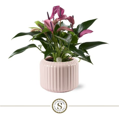 Cache-pot en céramique rose pastel avec plante Anthurium, pot côtelé brillant H 40 cm Ø 16 cm - PANGIVO (1/2)