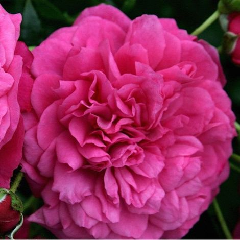 2 x Rosa - Rosier grimpante Kordes - Rosa 'Laguna'®