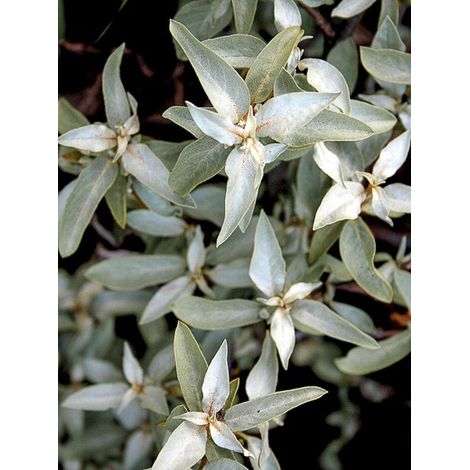 Chalef argenté 'Zempin' Pot de 4L/5L (1/4)