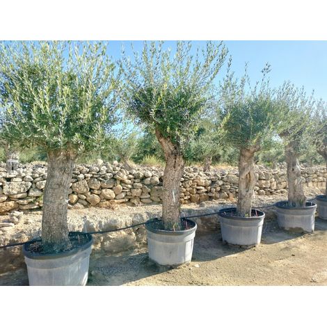 OLEA EUROPAEA ALB.80 1/2 FUSTO DOLCE LUNGA CRF.60/80