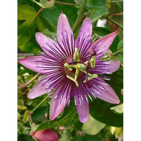 Passiflore 'Victoria' Pot de 2L/3L (1/3)