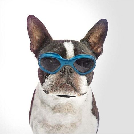 Lunettes de soleil pour animaux de compagnie avec protection UV
