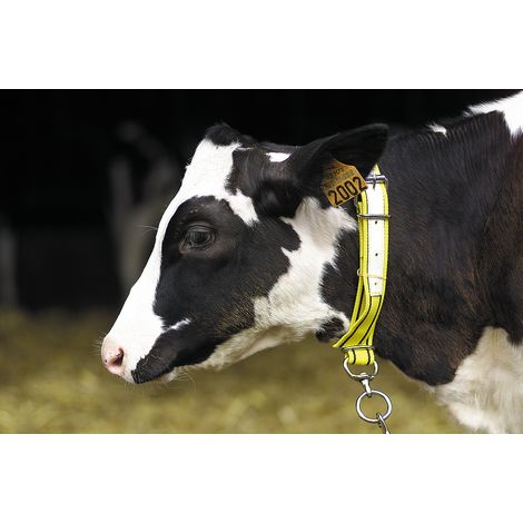 Collier pour veau en nylon jaune/noir (1/2)