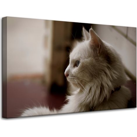 Leinwanddruck Tiere Weiße Katze 80x50 cm
