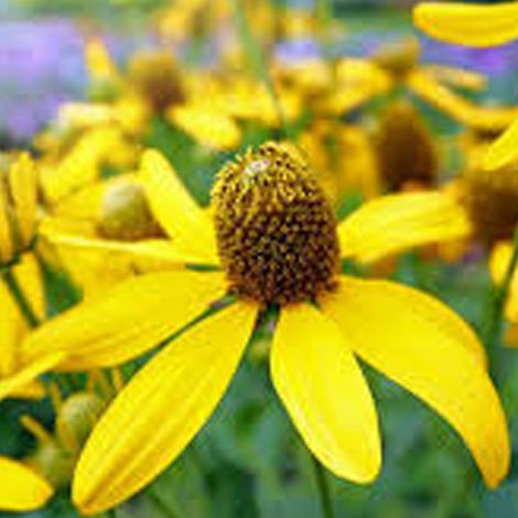 4 x Rudbeckie nitida 'Herbstsonne' - godet 9x9 cm
